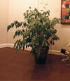 waterproof wood floor for basement remodeling projects in Burlington