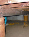 Mold and rot thriving in a dirt floor crawl space in Hamilton