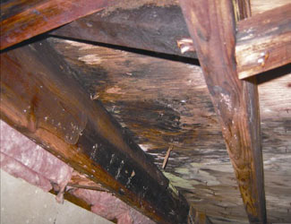 mold and rot in a Oakville crawl space