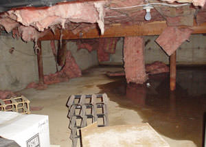 fiberglass insulation dripping off the ceiling of a crawl space in Waterloo.