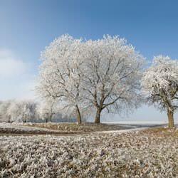 Frost covering trees and a grassy field in Jarvis, Hagersville, Caledonia, Cayuga, Dunnville, Port Colburne, Thorold