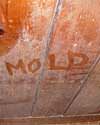 The word mold written with a finger on a moldy wood wall in Brantford
