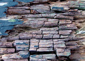 Dry rot damaging wood in Grimsby