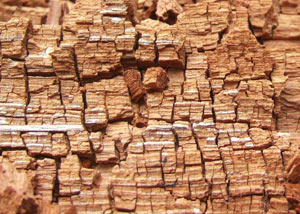 Wood severely damaged by dry rot damage in Simcoe