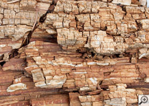 Dry rot damage on wood in Ancaster