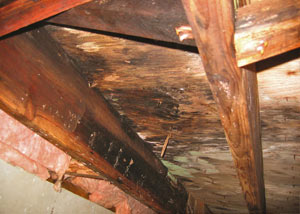 Extensive crawl space rot damage growing in Dunnville