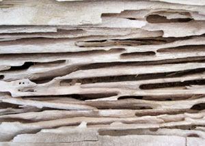 Carpenter ant tunnels and galleries in structural wood in a Dunnville home