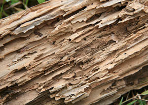 Termite-damaged wood showing rotting galleries outside of a Ancaster home