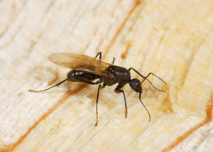 Closeup of a carpenter ant breeder in Brantford
