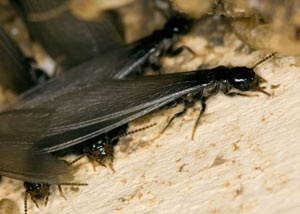 Closeup view of a termite new queen breeder in Fort Erie