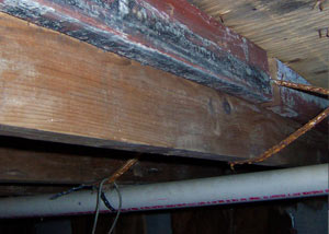 Rotting, decaying wood from mold damage in New Hamburg