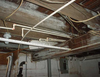 a humid basement overgrown with mold and rot in Dundas
